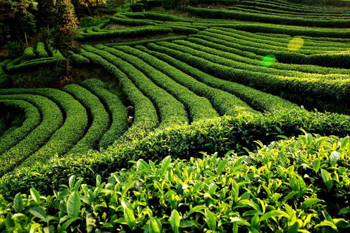 獨(dú)家訪談 筠連縣縣長劉朝平 推進(jìn)筠連縣特色農(nóng)業(yè)向品質(zhì)農(nóng)業(yè)發(fā)展