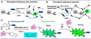 上海科技大學劉佳與姜標團隊合作開發原位光激活生物正交偶聯反應，推動生物技術新突破